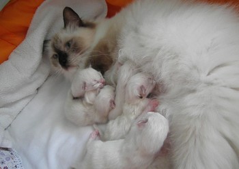 Holly et ses chatons - 08.08.2015 - Chatterie Ragdolls du Val de Beauvoir